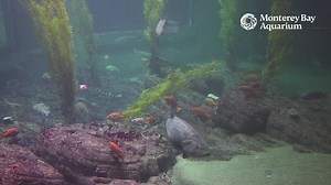 51K views · 2K reactions | Fin-ally, the SHARK Cam! 麗 | Monterey Bay Aquarium | Facebook