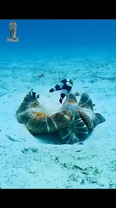 2.7K views · 28K reactions | Clown fish search operation for their Egg Nursery #wildlife #jungle #interestingfacts #animals #naturelovers #reels #hunting #nature #fish #clownfish #nursery #sealife #aquaticlife #aquatic | Wondersofjungle | Facebook