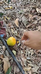 97K views · 292 reactions | Starfruit Farming #reelschallenge #fruits | Grandma CFC - countryfoodcooking | Facebook