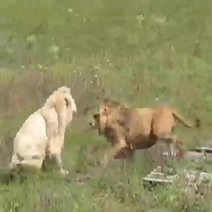 The fierce battles of the Lion 女女女 | Snake Boss | Facebook