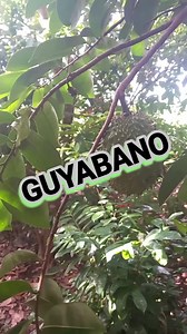 Benepisyo ng Guyabano. #guyabano #birthdaycake #philippines #dessert #coffee #foodporn #wine #bread #pandesal #chocolate #cake #birthday #bugnay #cakeoftheday #dessertsph #chinesenewyear #cakesofinsta #cakemanila #cakeph #cakes #kamuningbakerycafe #kamuningbakery #strawberry #arabica #soursop #dessertsmanila #tapey #mangosteen #melon #foodiesunitedph | SHAY VLOG