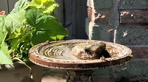 66 reactions · 3 comments | Bee  pool party! If it’s hot, your bee frens are thirsty. Make them a shallow cocktail  with a rock in it so they can get it out they get water logged. | Ducks and Clucks | Facebook