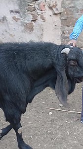 Biggest beetal Bakra Baaz | Mewati Goat farm