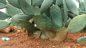 13K views · 198 reactions | ಮುಳ್ಳಿಲ್ಲದ ಪಾಪಸ್ ಕಳ್ಳಿ ಯಲ್ಲಿ ಹೆಚ್ಚಿನ ಅಂಶ ನೀರು ಇರೋದ್ರಿಂದ ಪ್ರಾಣಿಗಳಿಗೆ ಉತ್ತಮ ಮೇವು | Kannada Naadu - ಕನ್ನಡ ನಾಡು | Facebook