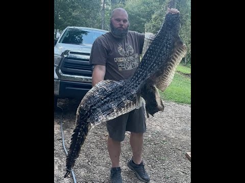 Cheap, Quick & Easy Hide Tanning - Alligator