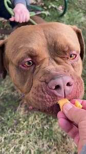 Still searching for rescue for our Heartworm positive 2 year old French mastiff, Bud. | Friends of the River Rouge Animal Shelter