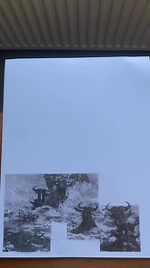 26 reactions · 5 comments | Today’s progress 朗 #art #pencildrawing #wildlife #wildebeest | Kevin Hayward Art | Facebook