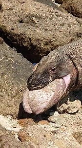 Komodo dragon #Komododragon #wildlife #wildlifephotography #wildlifeplanet #wildlifephotographer #wildlifeaddicts #facebook #instagram #instagood #youtube #tiktok #love #photography #twitter #likeforlikes #memes #fashion #style #outfit #health #fitness #travel #explore #nature #adventure #vacation | Komodo Dragon