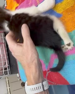Celia Hammond Animal Trust on Reels
