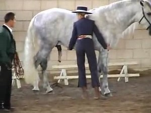 Une grosse bite de cheval.