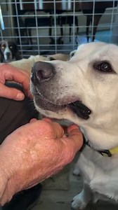 Our snow-white English lab student BUTTER has completed his initial obedience course and is advancing to task work. This exercise of TAKE and GIVE requires several months to accomplish,. and patience from the trainer is an absolute. There are many small steps, and BUTTER, although very strong-willed, is finally getting the idea of the job at hand. Miles to go, but kudos to our boy for hanging in there. | Canine Angels Service Dogs