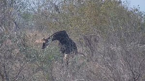 Giraffe feeding | WildEarth Cam