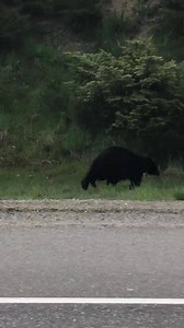 4.1K views · 26 reactions | The things you see on the way to the Qualicum Beach Airport! #mypqb #qualicumbeach #exploreBC Town of Qualicum Beach Explore Vancouver Island Parksville Qualicum Beach Shaw TV Nanaimo Global BC Tourism Vancouver Island | Skydive Vancouver Island | Facebook