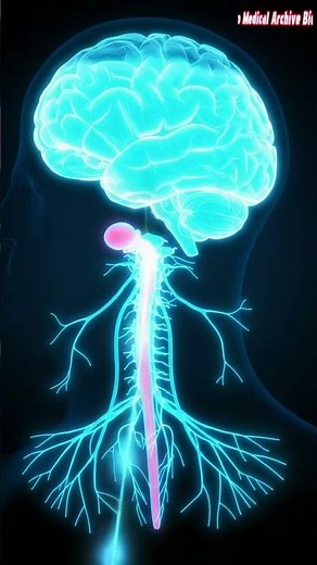 Anatomy of the Female Orgasm – How Pleasure Works