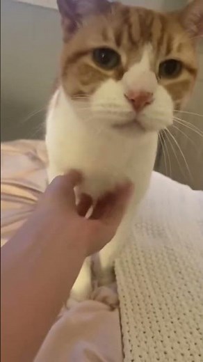 #JasonDeruloTV // Cat 🐈 #GotPermissionToPost From @cheetotheorangekittyy #MakeMeHappy