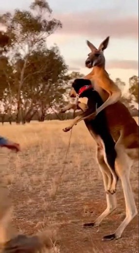 Kangaroo Fights Dog Owner — Unbelievable Moment!@WildWorld717- #animalattack