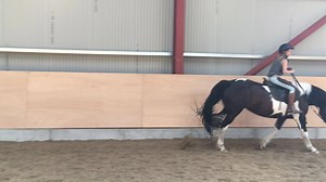 Go Lola | Bantry Bay Pony Trekking | Facebook