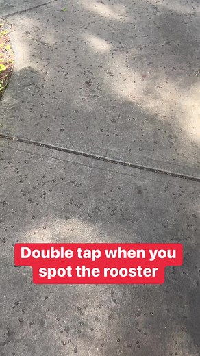 Took me 5 times #rooster #viral #search | Mr Rush