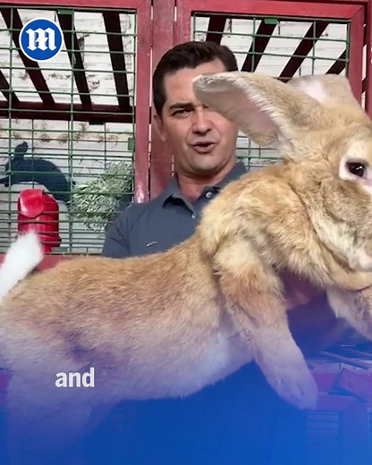 Daily Mail Video on Reels