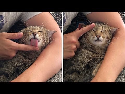 Cat Licks Owner's Finger To Get Groomed