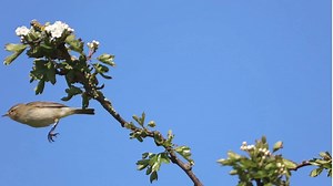 The chiffchaffs are coming! 🎵 A warm southern wind this weekend brought a wave of migrating chiffchaffs and their sprightly spring song 💚 These petite birds often nest in brambles and nettles, weaving their domed nests out of stems and leaves: https://www.bbowt.org.uk/wildlife-explorer/birds/tits-crests-and-warblers/chiffchaff | Berks, Bucks and Oxon Wildlife Trust - BBOWT