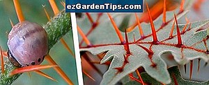 Fakta Pohon Cedar 🌱 Tips Tukang Kebun - Id.ezGardenTips.com
