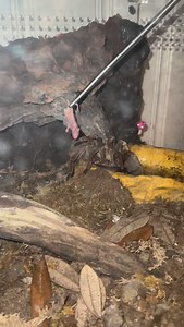 We can always count on Zelda to take a meal refused by a snake. Pinkie was frozen / thawed btw - and yes, they will take them frozen/thawed as long as it’s warmed! | Tarantula Kat