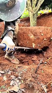 15 reactions · 11 comments | Digging spade for boxwood! | Rowem Tigtig | Facebook