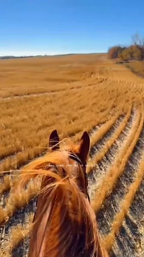 Fall round up bringing the girls in 🐎 Now that harvest is done and in the bins, Garth is getting things done around his own farm, with the help of his wife Cortney when she isn’t busy being a supermom or on the road with her @agtek360 business. . . #wherearetheynow #ranchlife #ranching #cowboy #horse #cattle #cattledrive #cowboylife #farmlife #familyowned | Bradley Airspray