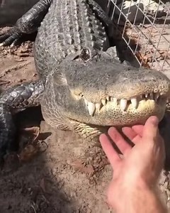 😲 An alligator growling during a chin scratch—have you ever heard anything like it? 🐊🔊 | Dogtainers Pet Transport