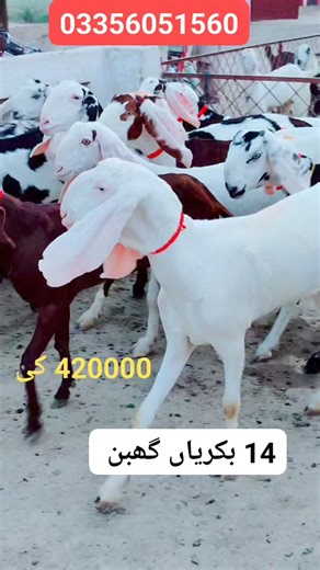 3.7K views · 165 reactions | nagra beetal goat farming pakistan | Khalil Goat Farm | Facebook