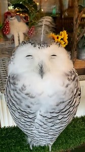 Meet the cutest owl out there | MetDaan Yummy
