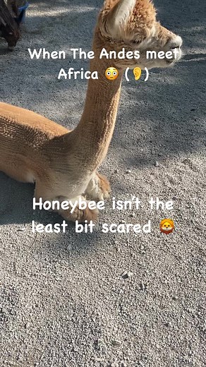 What an adventure for the alpacas this summer at the Blank Park Zoo at n Des Moines Iowa. If they only knew what was making that roar 😆 #alpaca #lions | Rusty Stars Alpacas