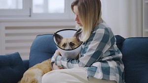 Propriétaire inquiet réconfortant le chien du : vidéo de stock (100 % libre de droit) 1094226955 | Shutterstock