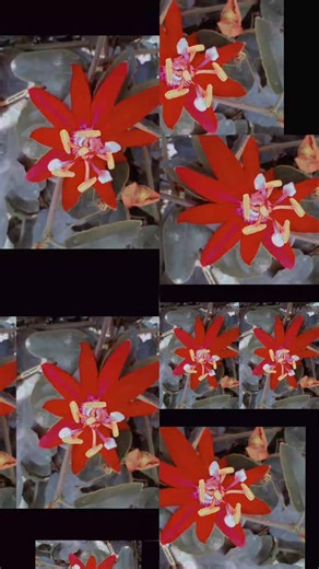 #flowers | Pregnancy and Child Care | Facebook