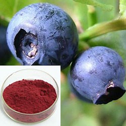 [Hot Item] 25% Anthocyanidins Bilberry Extract for Food and Eye Diseases