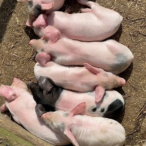 Anyone else sunbathing in their back yard today? #piglets #sunbathing #bankholiday #sunshine #westlodgefarm | West Lodge Farm Park