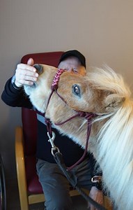 11K views · 281 reactions | Les portes de l’ascenseur s’ouvrent: «Oh, il y a Plume!» s’exclame une soignante à la vue du poney. Stéphanie Ramuz se rend chaque mois dans des homes du canton de Fribourg avec son poney Plume. Une visite toujours très attendue et beaucoup appréciée par les résidents. Reportage aux Bonnesfontaines. | QUOTIDIEN LA LIBERTÉ | Facebook