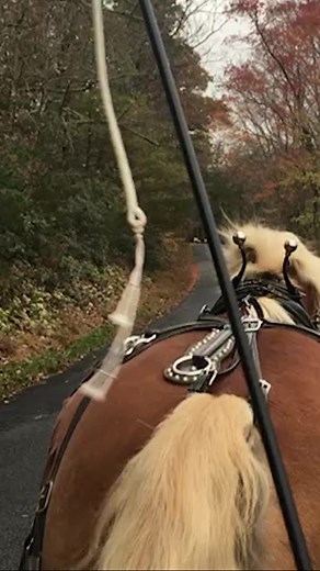 Did you know? Frequent Impact on Hard Surfaces Can Weaken Hoof and Joint Integrity. #hoofcare #equestrian #horses #horsecare #horseowner When the hoof strikes a surface, the force from the landing is absorbed throughout the leg. Higher levels of concussion occur with harder landing surfaces such as frozen ground, concrete/pavement, and rocky terrain. Frequent impact on hard surfaces can weaken hoof and joint integrity. The best way to prevent damage from hard surfaces is to build healthy hooves 