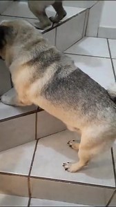 Recuerdas a Avatar? Este msg lo subió con este video su mama adoptiva al grupo de adoptantes : Hoy les quiero compartir esto q me llena de alegría y orgullo de este perrito q después de 6 meses con nosotros por fin ya logró vencer el miedo y sube solo las escaleras... se apoya mucho de su hermanita q le sirve de lazarillo y se acopla superbien a todo desde q llegó, nada lo limita y por eso lo adoramos 🥰. QUE BELLEZA VERDAD ? Avatar, un perro de “raza” que sufrió, padeció, quedó ciego, pero junt