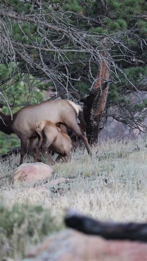 An elk calf nursing during the fall elk rut in Rocky Mountain National Park.