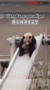 How many ways can giant pandas play with a slide? Every single one is different! #panda (Source: cctv.com) | China Focus
