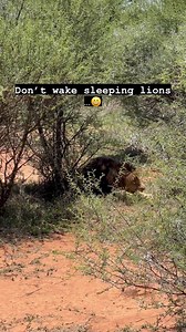 #Repost @gillianfilansligo Safari 5 | Westlife LatinoamericaOficial