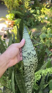 11K views · 78 reactions | Coloca la hoja de esta planta en tu rodilla antes de ir a dormir y te sorprenderás con el resultado! | Consejos y Trucos | Facebook