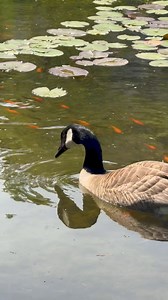 1.6K views | Meet the wildlife stars of the Humber Arboretum ️ | Humber Polytechnic | Facebook