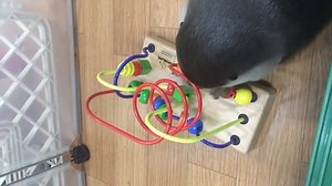 22K views · 2K reactions | Otter play with educational toys | Otter | Facebook
