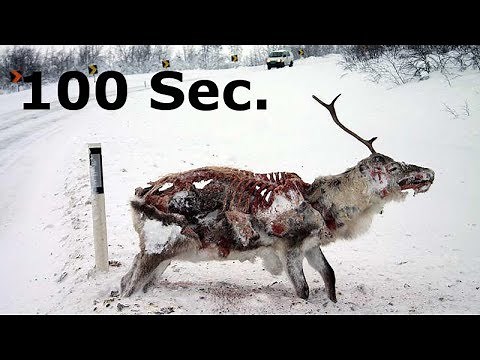 Why you should care about the zombie deer epidemic (CWD) | Chronic Wasting Disease