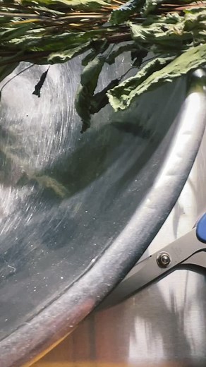 Processing herbs is so fun. Whether it’s chopping or garbling or mincing or peeling. It might be my fav late summer activity. #apothecarystuff #herbprocessing #withlove #byhand #medicinemaking #jewelweed | Buck Naked Plant Medicine