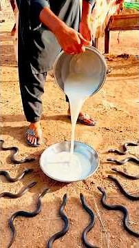 Why did the boy feed milk to the snakes?🐍❌🤯woodworkingwitharthandcraftedideashomemaderealtalentsk...