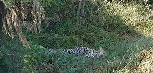 1.3K views · 111 reactions | Female leopard Xidulu and Tortoise pan male # Tortoise pan male playing hard to get # EP area. | Africa Journey Nature Experience | Facebook